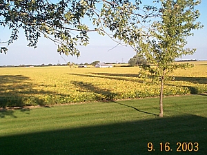 fallsoybeans.jpg